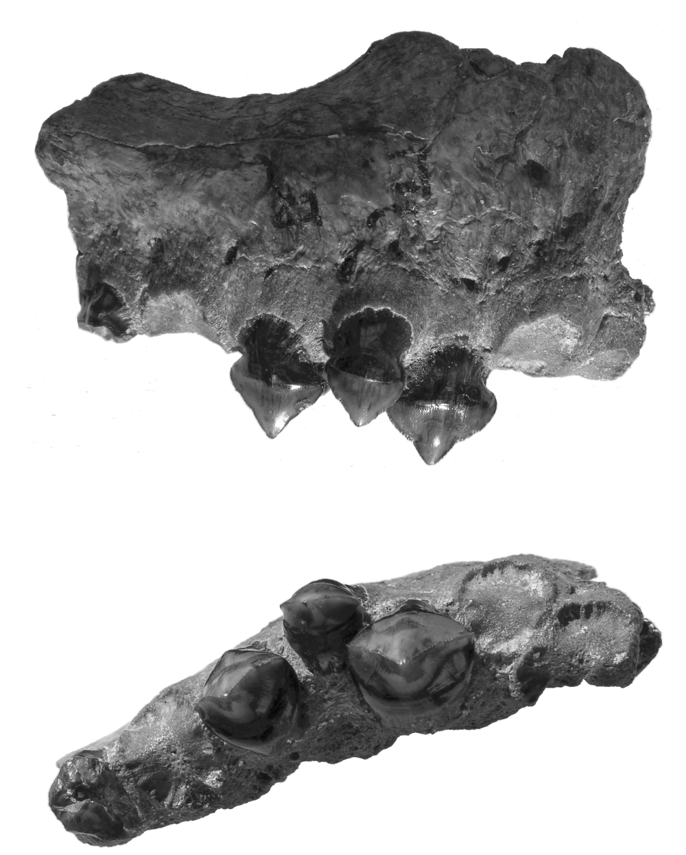 This photograph of the fossilized teeth and upper jaw of Megapiranha paranensis shows intermediate tooth arrangement between single-rowed piranhas and their double-rowed relatives. The fossil measures about 3 inches in length.
